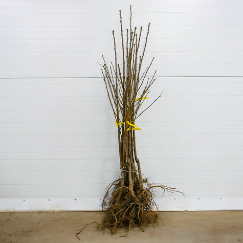 Półkarłowa Czereśnia Tamara NAJWIĘKSZE OWOCE START PACK