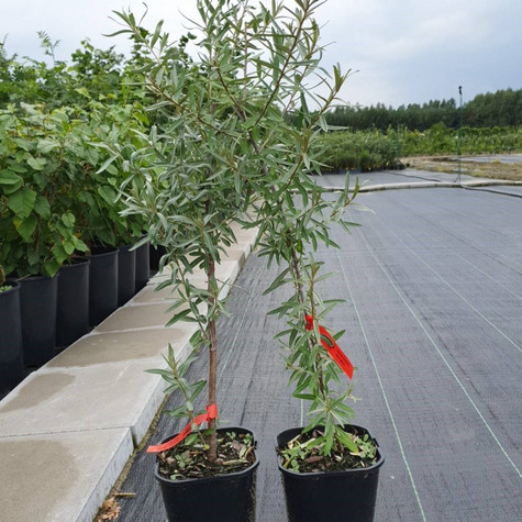 Rokitnik pospolity Hippophae rhamnoides w doniczce