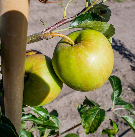 Jabłoń Golden Dream START PACK