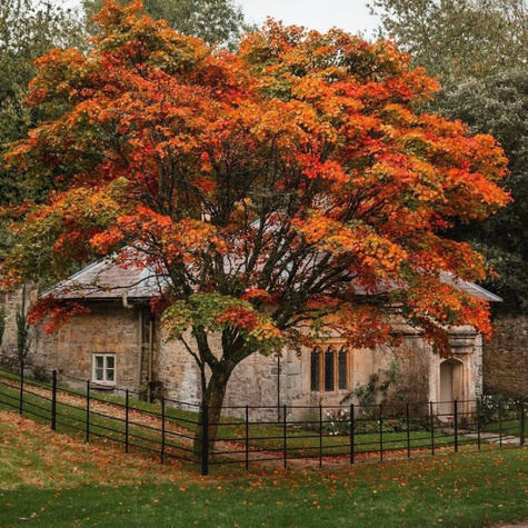 Dąb Bezszypułkowy Plant Pack