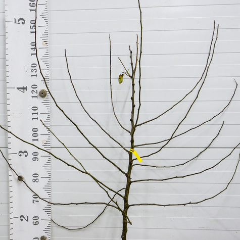 Jabłoń Florina Parchoodporna