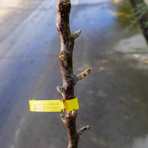 Jabłoń kolumnowa Słodka Korona Zone Zonete START PACK