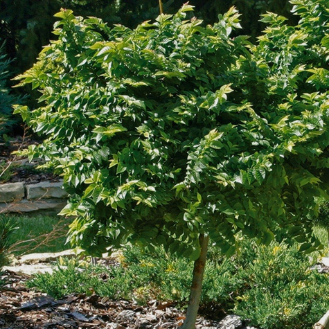 Wiąz pospolity Plant Pack