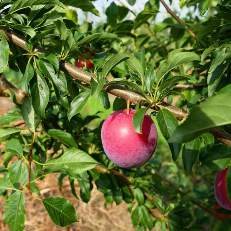 Śliwa japońska Kometa Samopłodna