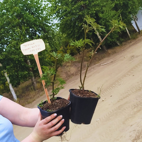 Jeżyna wielkoowocowa bezkolcowa THORLNLESS w doniczce