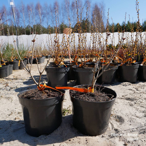 Lilak Meyera Bez Palibin Bardzo pachnący (P9)