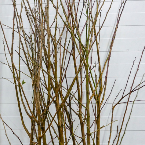 Śliwa japońska Shiro START PACK