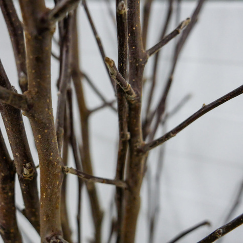 Jabłoń Julka Parchoodporna START PACK