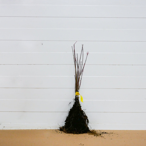 Klon tatarski Ginnala Ognisty Plant Pack