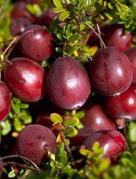 Żurawina wielkoowocowa Pilgrim plenna