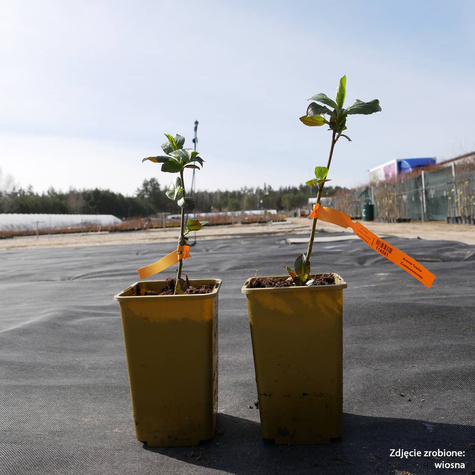 Aronia Czarna Czarnowocowa sadzonki