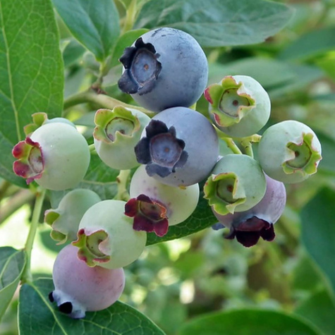 Borówka amerykańska Polaris wczesna