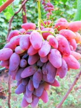 Winorośl winogrono Nadjeżda Ukraińska