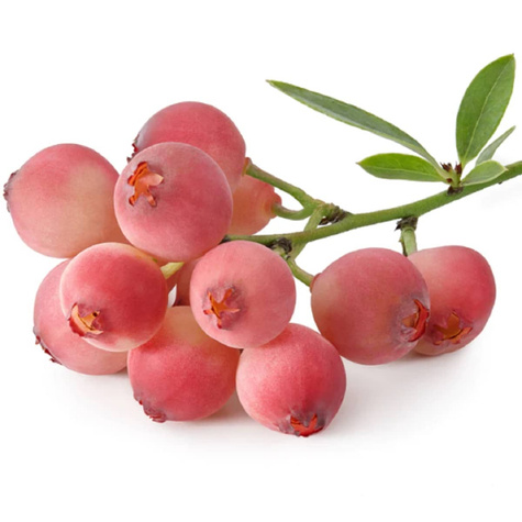 Borówka amerykańska Pink Lemonade karłowa na balkon