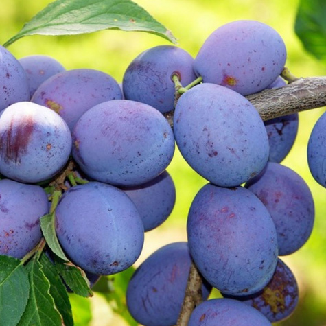 Śliwa Węgierka Dąbrowicka START PACK