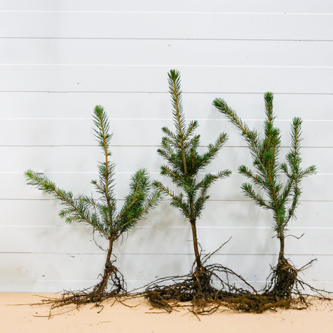 Świerk Glauca srebrny Plant Pack