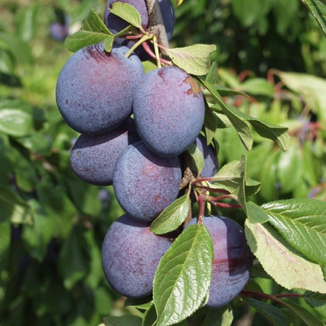 Śliwa Valor START PACK