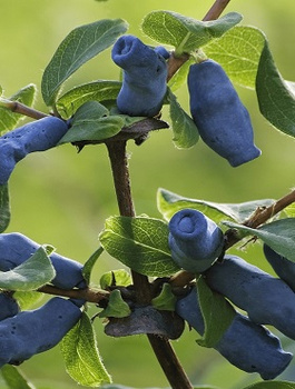 Jagoda kamczacka Morena