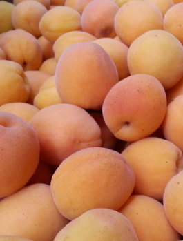 Morela Wczesna z Morden w doniczce (C2)