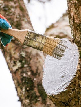 Maść ogrodnicza 100 ml.