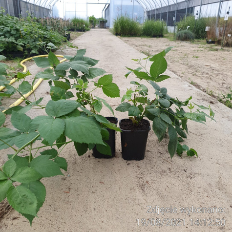 Jeżyna bezkolcowa sadzonki