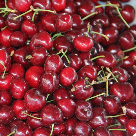 Czereśnia Skeena w doniczce (C2)