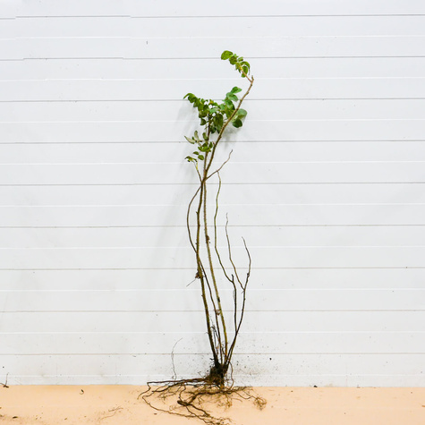 Róża pomarszczona na dżemy Plant Pack