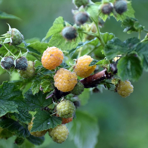 Malina żółta w doniczce