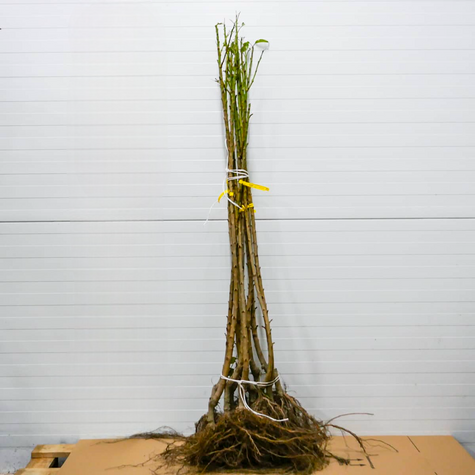 Czereśnia kolumnowa Celesta