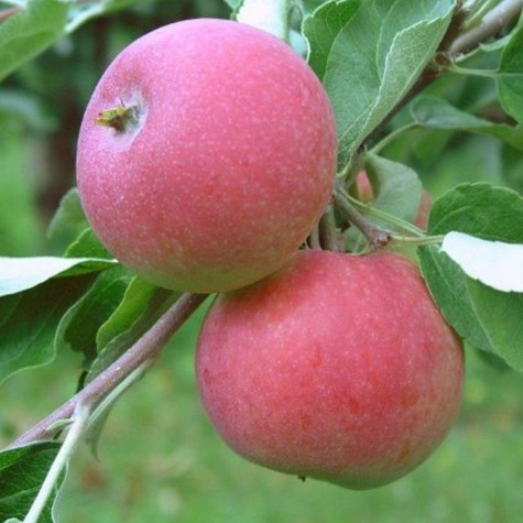 Duo Jabłoń Genewa Early + Julka Plant Pack