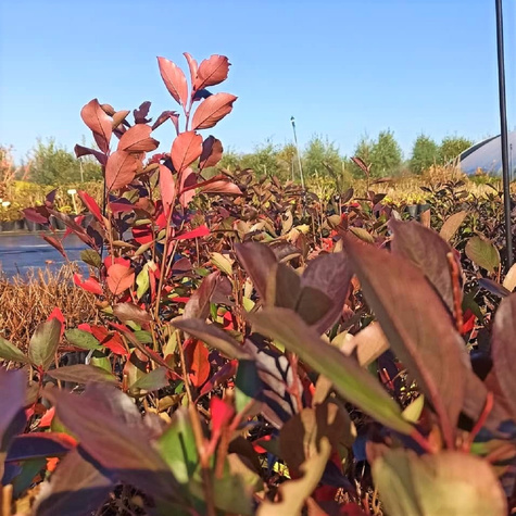 Aronia czarnoowocowa Hugin(C2)