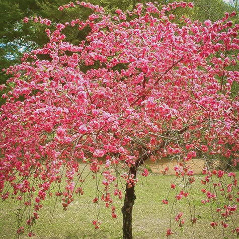 Brzoskwinia Suncrest START PACK