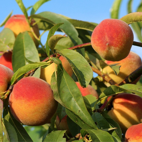 Morela Bergeval START PACK