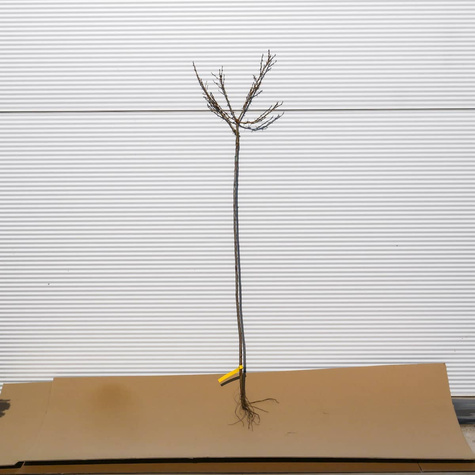 Agrest biały Hinnonmaki Gron na pniu balot