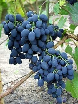 Winorośl winogrono Ajwaz