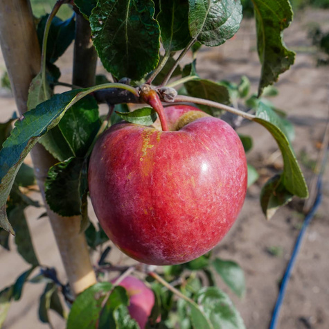 Jabłoń Empire START PACK