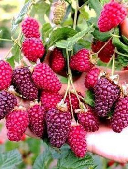 Malinojeżyna sadzonki w doniczce