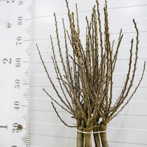 Mini Wiśnia karłowa Piemont START PACK