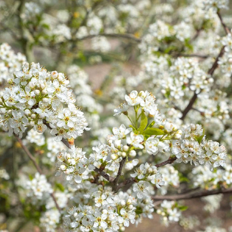 Wiśnia wonna Antypka na zywopłot Plant Pack