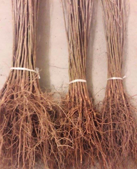 Podkładka Wiśni i Czereśni Antypka - Silnie Rosnąca Plant Pack
