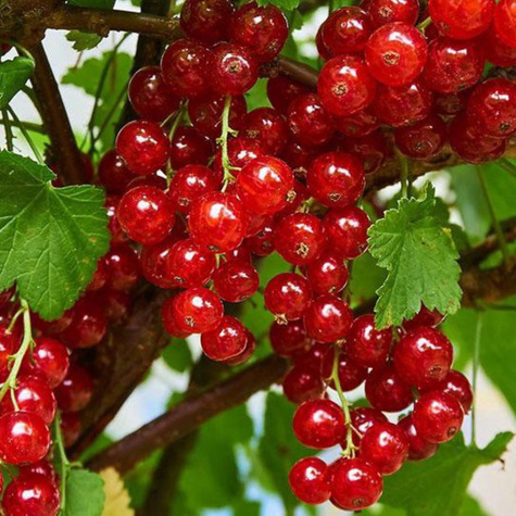 Porzeczka czerwona START PACK