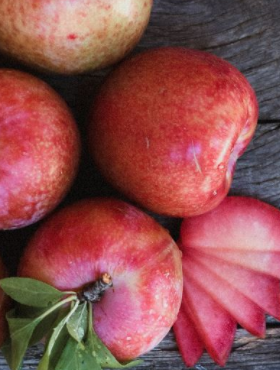 Mini Śliwkomorela Japońska w doniczce