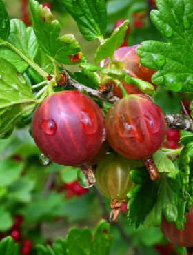 Agrest czerwony Sewierny Kapitan na pniu w doniczce