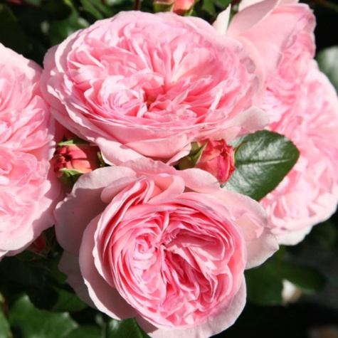 Róża rabatowa Mariatheresia różowa