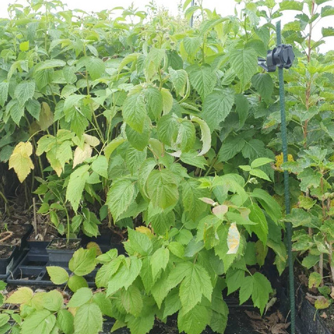 Malina promyk w doniczce