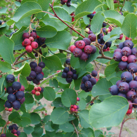 Świdośliwa lepsza niż borówka amerykańska - Deserowa