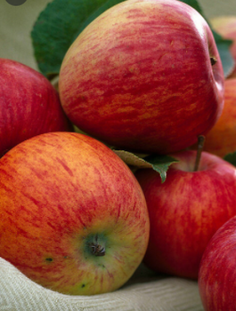 Jabłoń Typu Pirross w doniczce (C2)