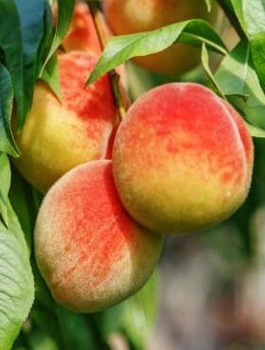 Brzoskwinia Early Glo Start Pack