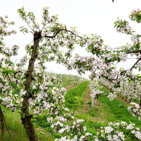 Czereśnia Horka w doniczce