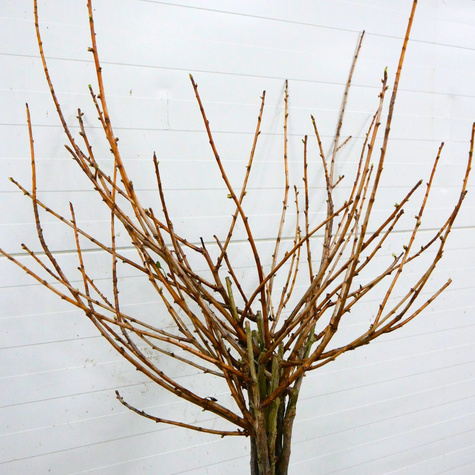 Porzeczko agrest na pniu w balocie